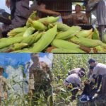 Panen Jagung Manis 500 Kg, Polsek Salawati Buktikan Komitmen Ketahanan Pangan