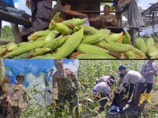 Panen Jagung Manis 500 Kg, Polsek Salawati Buktikan Komitmen Ketahanan Pangan