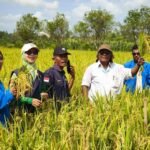 Mahasiswa Faperta UNAMIN Sorong Praktik Pengolahan Tanah dan Ubinan Padi di Kabupaten Sorong