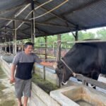 Tiga Sapi dari Kabupaten Sorong Masuk Seleksi Bantuan Presiden Prabowo