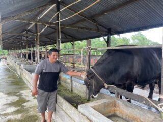 Tiga Sapi dari Kabupaten Sorong Masuk Seleksi Bantuan Presiden Prabowo